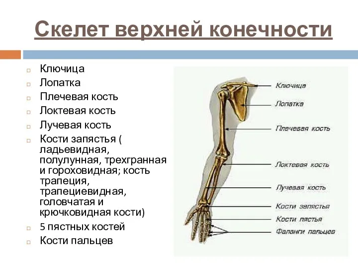 Скелет верхней конечности Ключица Лопатка Плечевая кость Локтевая кость Лучевая кость Кости запястья