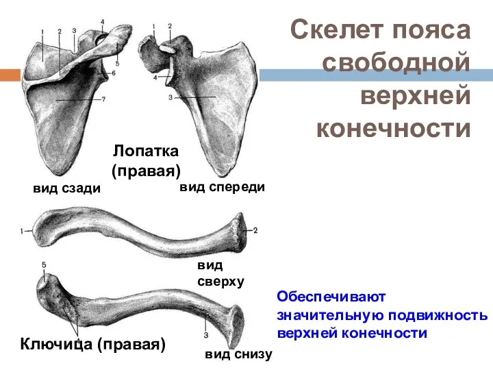 Скелет пояса свободной верхней конечности Лопатка (правая) Ключица (правая) вид