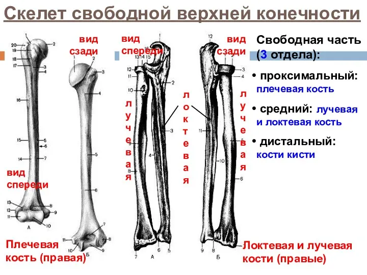 Скелет свободной верхней конечности Свободная часть (3 отдела): проксимальный: плечевая кость средний: лучевая