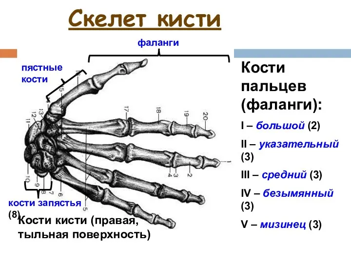 Скелет кисти фаланги Кости кисти (правая, тыльная поверхность) пястные кости кости запястья (8)