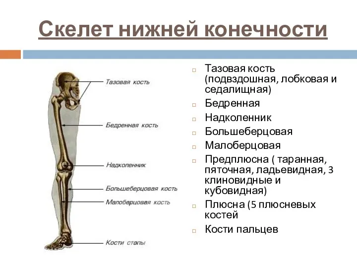 Скелет нижней конечности Тазовая кость (подвздошная, лобковая и седалищная) Бедренная Надколенник Большеберцовая Малоберцовая
