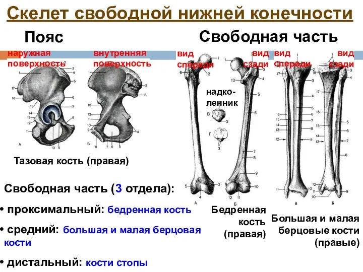 Скелет свободной нижней конечности Пояс Свободная часть Тазовая кость (правая) наружная поверхность внутренняя
