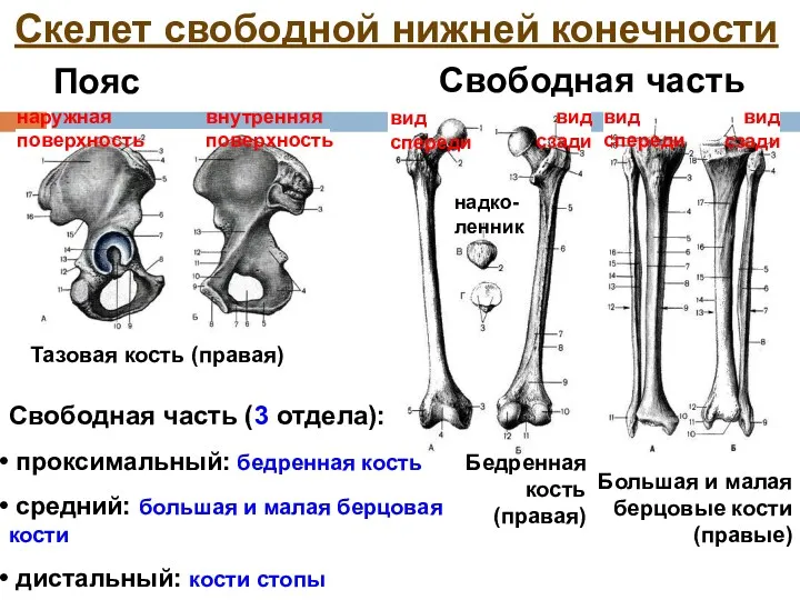 Скелет свободной нижней конечности Пояс Свободная часть Тазовая кость (правая)