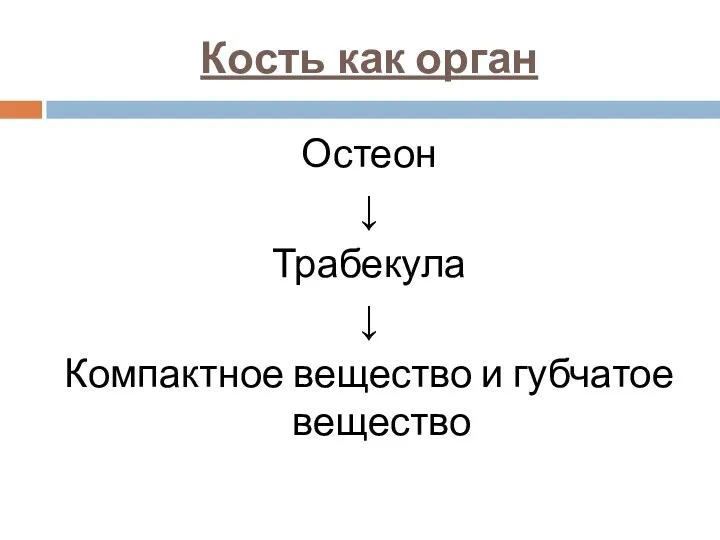 Кость как орган Остеон ↓ Трабекула ↓ Компактное вещество и губчатое вещество