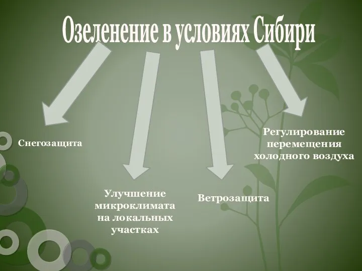 Озеленение в условиях Сибири Снегозащита Ветрозащита Регулирование перемещения холодного воздуха Улучшение микроклимата на локальных участках