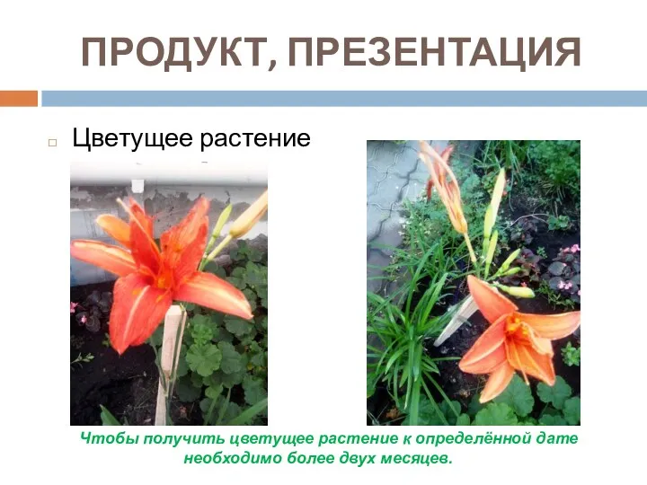 ПРОДУКТ, ПРЕЗЕНТАЦИЯ Цветущее растение Чтобы получить цветущее растение к определённой дате необходимо более двух месяцев.