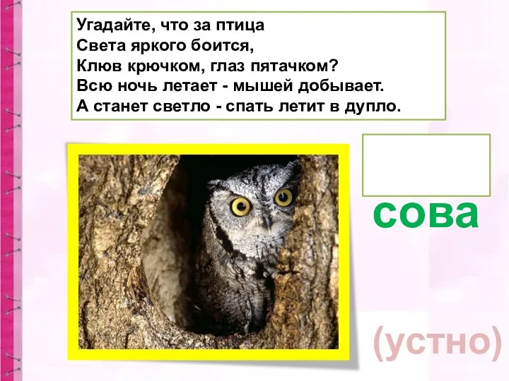 Угадайте, что за птица Света яркого боится, Клюв крючком, глаз