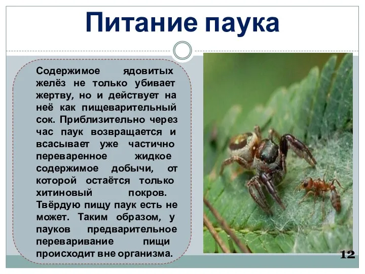 Питание паука 12 Содержимое ядовитых желёз не только убивает жертву,