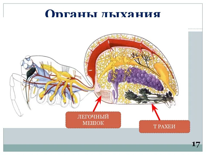Органы дыхания 17 ЛЕГОЧНЫЙ МЕШОК Т РАХЕИ