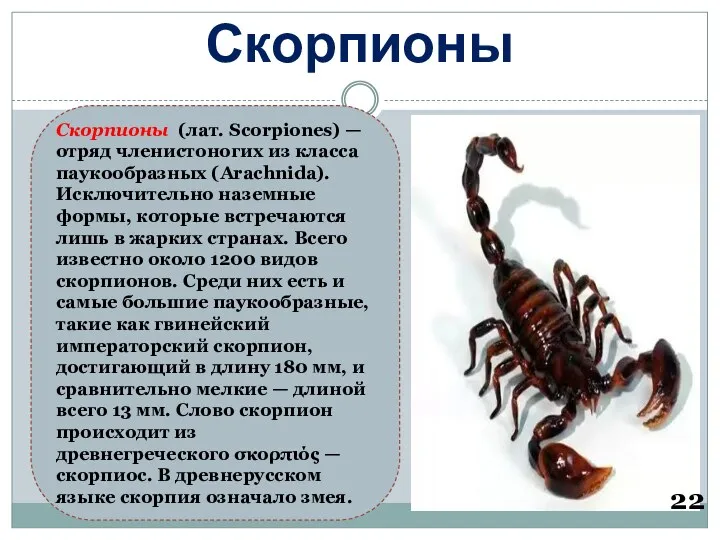 Скорпионы 22 Скорпионы (лат. Scorpiones) — отряд членистоногих из класса