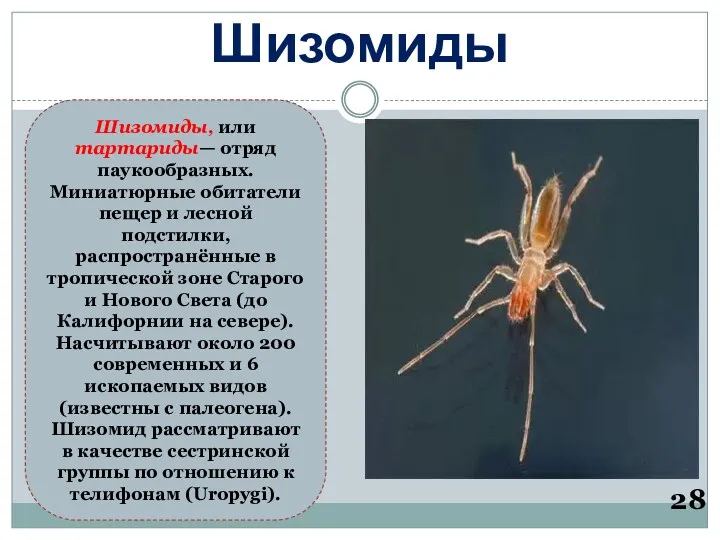 Шизомиды 28 Шизомиды, или тартариды— отряд паукообразных. Миниатюрные обитатели пещер