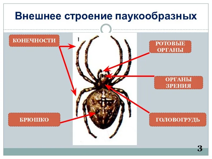 Внешнее строение паукообразных КОНЕЧНОСТИ БРЮШКО ГОЛОВОГРУДЬ ОРГАНЫ ЗРЕНИЯ РОТОВЫЕ ОРГАНЫ 3