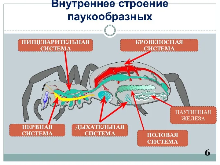 Внутреннее строение паукообразных 6 ПИЩЕВАРИТЕЛЬНАЯ СИСТЕМА КРОВЕНОСНАЯ СИСТЕМА НЕРВНАЯ СИСТЕМА ДЫХАТЕЛЬНАЯ СИСТЕМА ПАУТИННАЯ ЖЕЛЕЗА ПОЛОВАЯ СИСТЕМА