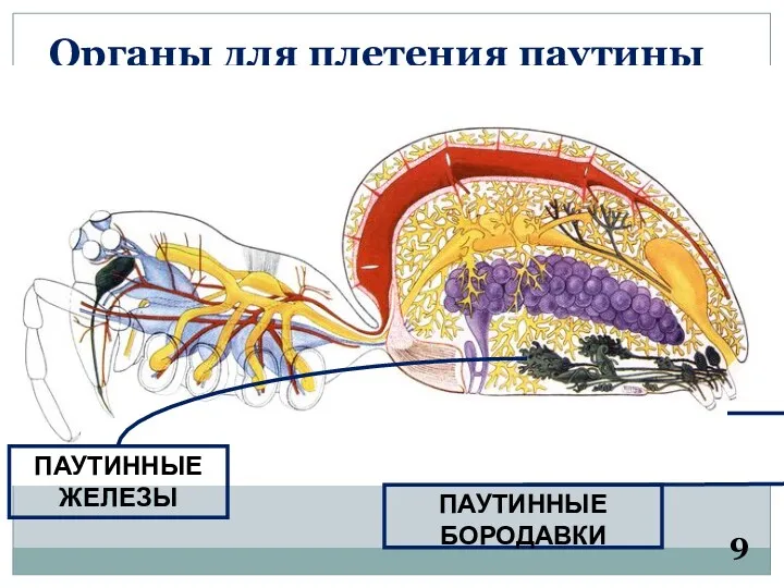 Органы для плетения паутины 9