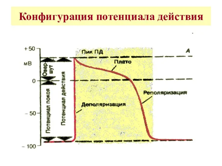 Конфигурация потенциала действия