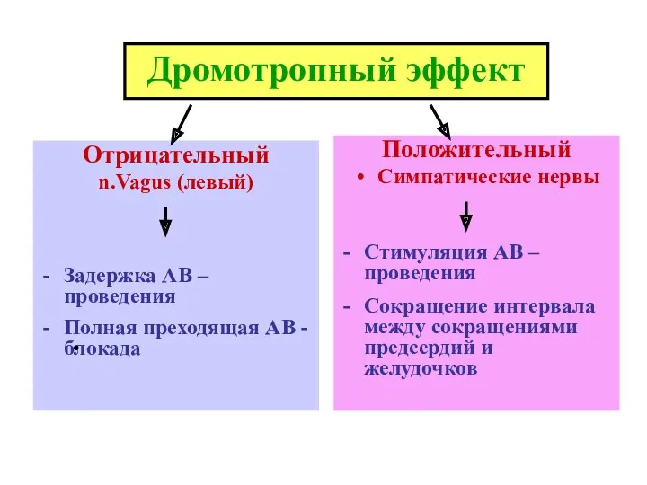 Дромотропный эффект Отрицательный n.Vagus (левый) Задержка АВ – проведения Полная