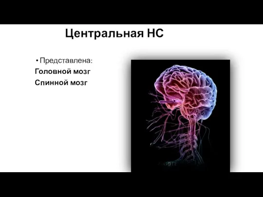 Центральная НС Представлена: Головной мозг Спинной мозг
