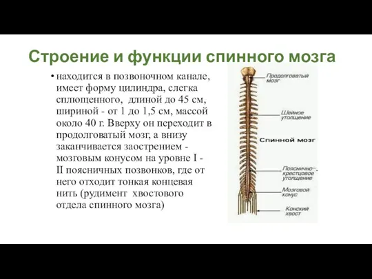 Строение и функции спинного мозга находится в позвоночном канале, имеет