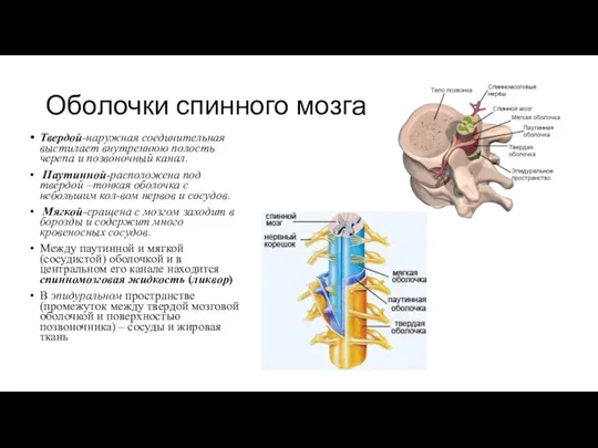Оболочки спинного мозга Твердой-наружная соединительная выстилает внутреннюю полость черепа и позвоночный канал. Паутинной-расположена