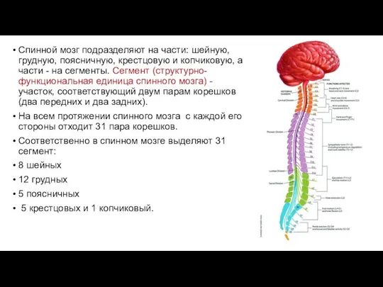 Спинной мозг подразделяют на части: шейную, грудную, поясничную, крестцовую и копчиковую, а части