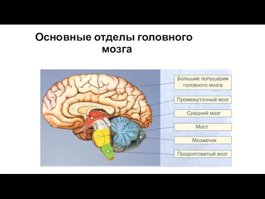 Основные отделы головного мозга