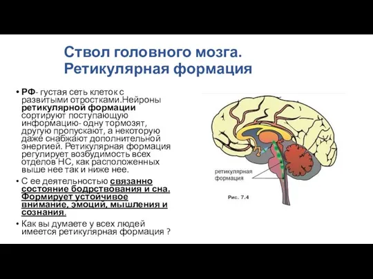 Ствол головного мозга. Ретикулярная формация РФ- густая сеть клеток с развитыми отростками.Нейроны ретикулярной