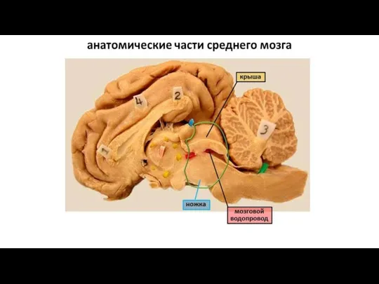 Средний мозг состоит из двух ножек и крыши (пластина четверохолмия). Внутри имеет полость
