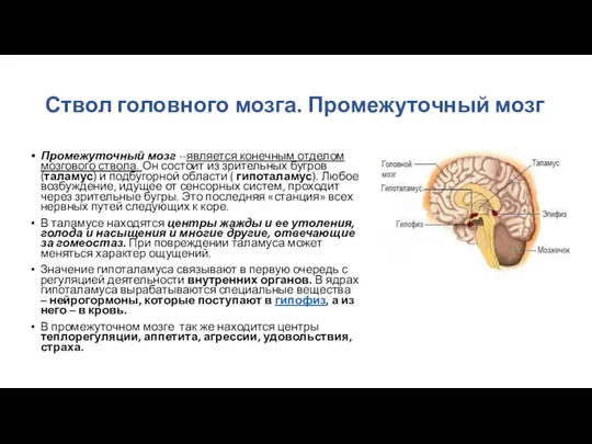 Ствол головного мозга. Промежуточный мозг Промежуточный мозг --является конечным отделом мозгового ствола. Он