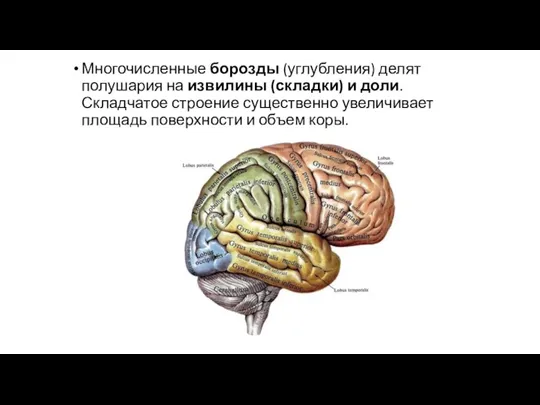 Многочисленные борозды (углубления) делят полушария на извилины (складки) и доли.