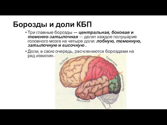 Борозды и доли КБП Три главные борозды — центральная, боковая