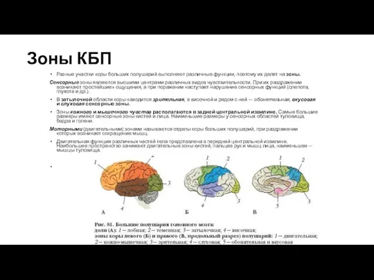 Зоны КБП Разные участки коры больших полушарий выполняют различные функции,