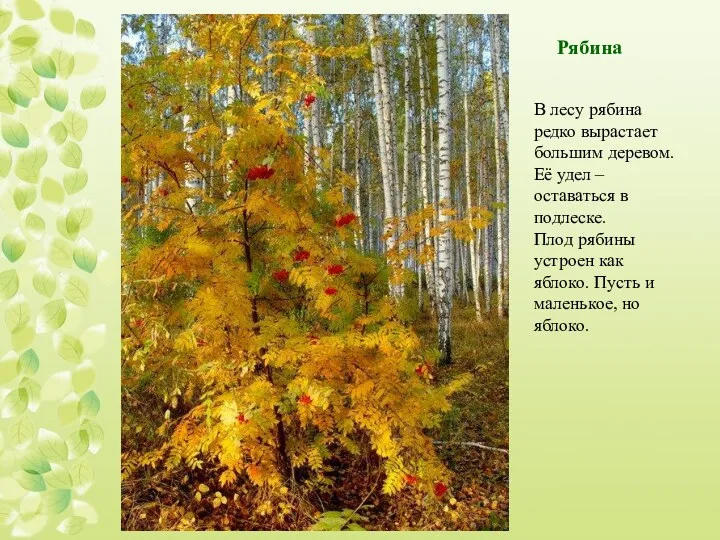 В лесу рябина редко вырастает большим деревом. Её удел –