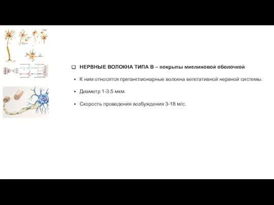 НЕРВНЫЕ ВОЛОКНА ТИПА В – покрыты миелиновой оболочкой К ним