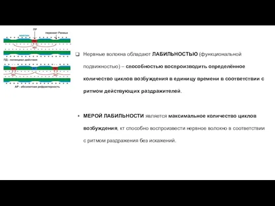 Нервные волокна обладают ЛАБИЛЬНОСТЬЮ (функциональной подвижностью) – способностью воспроизводить определённое