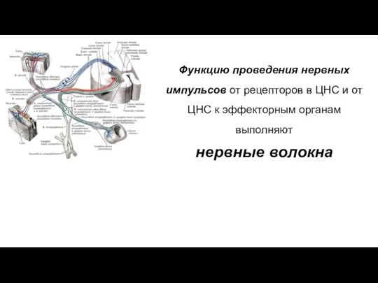 Функцию проведения нервных импульсов от рецепторов в ЦНС и от