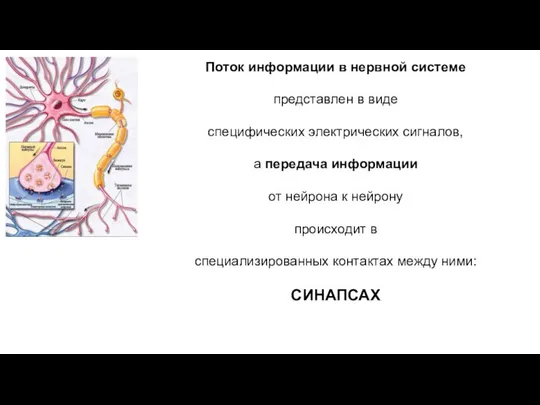 Поток информации в нервной системе представлен в виде специфических электрических