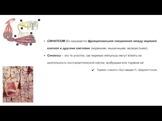 СИНАПСОМ (6) называется функциональное соединение между нервной клеткой и другими