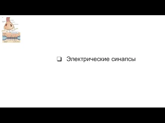 Электрические синапсы