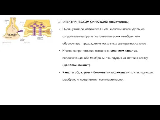 ЭЛЕКТРИЧЕСКИМ СИНАПСАМ свойственны: Очень узкая синаптическая щель и очень низкое