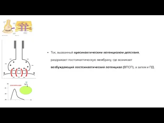 Ток, вызванный пресинаптическим потенциалом действия, раздражает постсинаптическую мембрану, где возникает