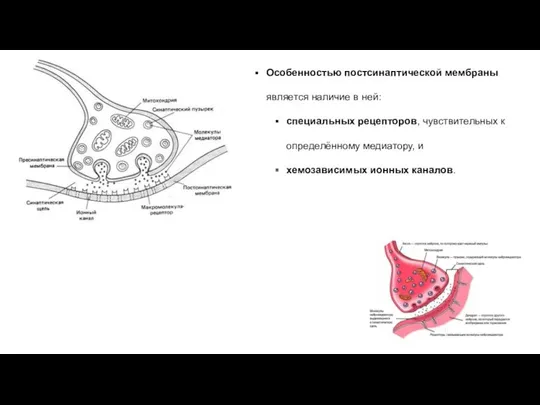 Особенностью постсинаптической мембраны является наличие в ней: специальных рецепторов, чувствительных