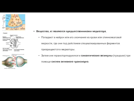 Вещества, кт являются предшественниками медиатора, Попадают в нейрон или его