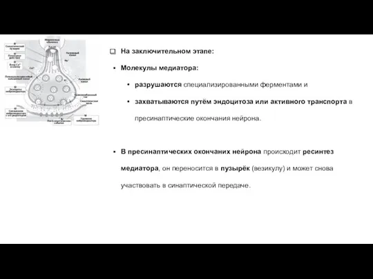 На заключительном этапе: Молекулы медиатора: разрушаются специализированными ферментами и захватываются