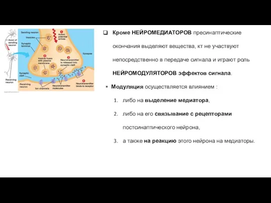 Кроме НЕЙРОМЕДИАТОРОВ пресинаптические окончания выделяют вещества, кт не участвуют непосредственно