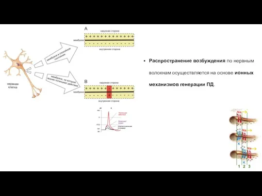 Распространение возбуждения по нервным волокнам осуществляется на основе ионных механизмов генерации ПД.