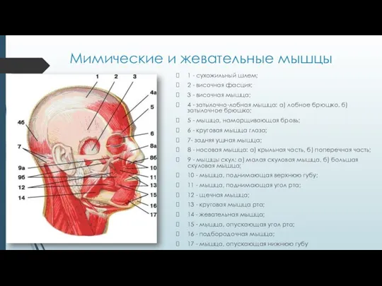 Мимические и жевательные мышцы 1 - сухожильный шлем; 2 -