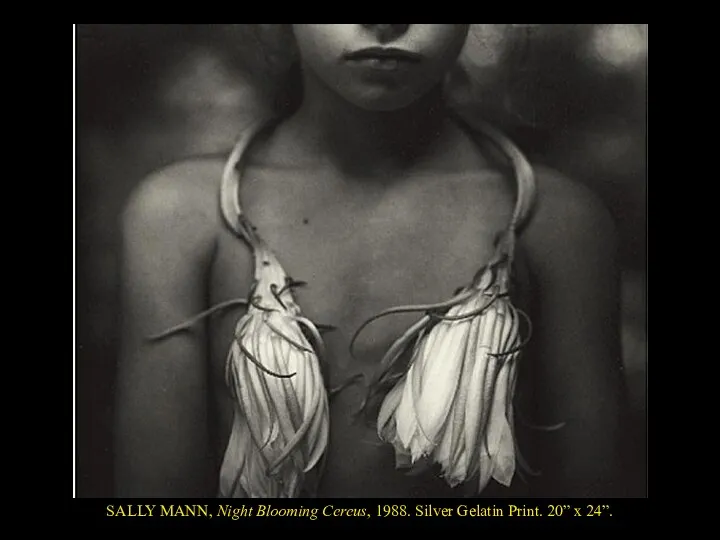 SALLY MANN, Night Blooming Cereus, 1988. Silver Gelatin Print. 20” x 24”.