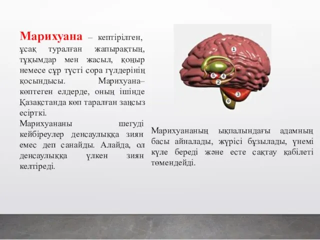 Марихуана – кептірілген, ұсақ туралған жапырақтың, тұқымдар мен жасыл, қоңыр