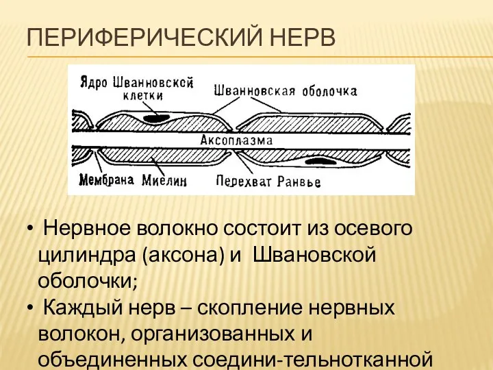 ПЕРИФЕРИЧЕСКИЙ НЕРВ Нервное волокно состоит из осевого цилиндра (аксона) и Швановской оболочки; Каждый