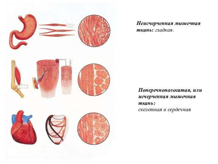 Неисчерченная мышечная ткань: гладкая. Поперечнополосатая, или исчерченная мышечная ткань: скелетная и сердечная
